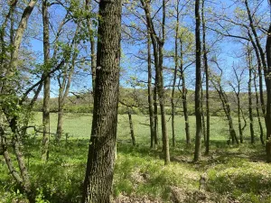 Prodej lesa, Silůvky, 521 m2