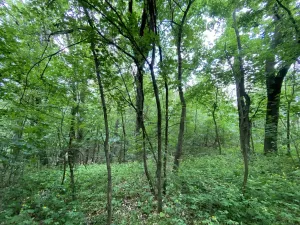 Prodej lesa, Silůvky, 697 m2