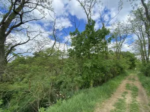 Prodej lesa, Silůvky, 697 m2