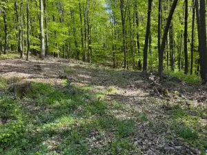 Prodej lesa, Hřivínův Újezd, 3320 m2