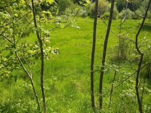 Prodej pozemku pro bydlení, Merklín, 1000 m2
