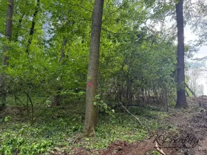 Prodej lesa, Hradčovice, 2504 m2
