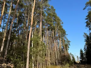 Prodej lesa, Slabčice, 744 m2