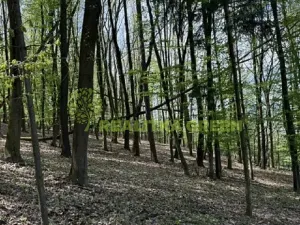 Prodej lesa, Želechovice nad Dřevnicí, Přílucká, 8588 m2