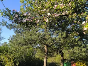 Prodej zahrady, Vrchlabí, 485 m2