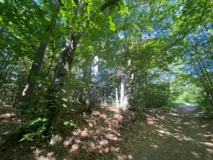 Prodej lesa, Svébohov, 239 m2