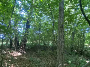 Prodej lesa, Svébohov, 239 m2