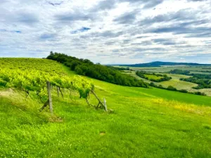Prodej rodinného domu, Kyjov, 204 m2