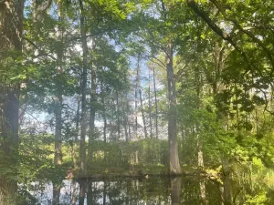 Prodej rybníku, Chlum u Třeboně - Žíteč, 130000 m2