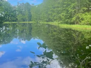 Prodej rybníku, Chlum u Třeboně - Žíteč, 130000 m2