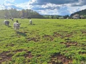 Prodej rodinného domu, Borovnička, 95 m2