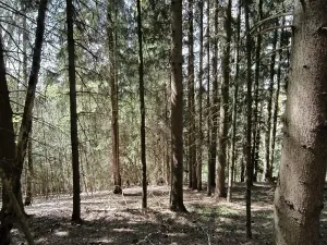 Prodej lesa, Dobřany, 12043 m2