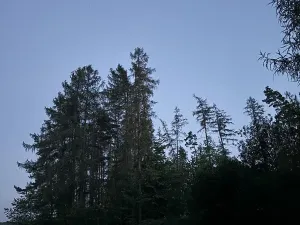 Prodej lesa, Proseč, 7493 m2