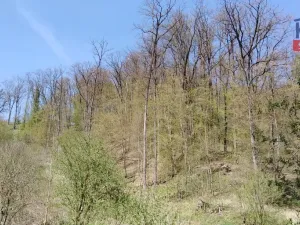 Prodej lesa, Kovanec, 21606 m2