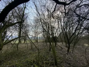 Prodej louky, Městečko Trnávka - Lázy, 1158 m2