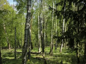 Prodej lesa, Řepín, 5226 m2