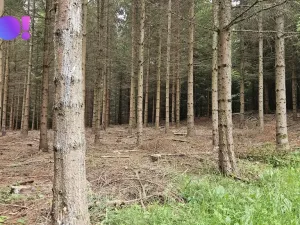 Prodej lesa, Huslenky, 6240 m2