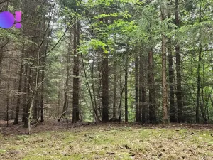 Prodej lesa, Huslenky, 6240 m2