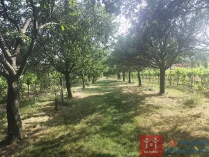 Prodej pozemku pro bydlení, Hnanice, 3609 m2
