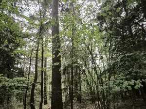 Prodej lesa, Myslív, 5003 m2
