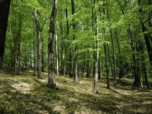 Prodej podílu lesa, Lhotsko, 3236 m2