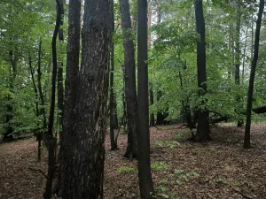 Prodej lesa, Bernartice, 23360 m2