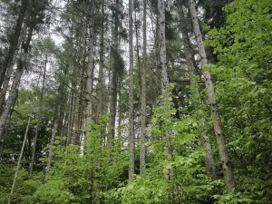 Prodej lesa, Zábřeh, 4422 m2