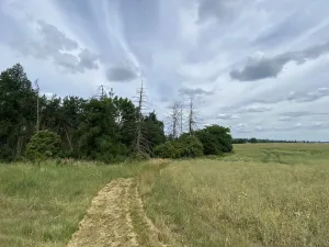 Prodej lesa, Slavičky - Pozďátky, 560 m2
