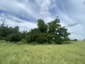 Prodej lesa, Slavičky - Pozďátky, 560 m2