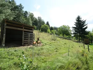 Prodej rodinného domu, Všelibice - Lísky, 175 m2