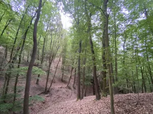 Prodej lesa, Vráž, 3233 m2