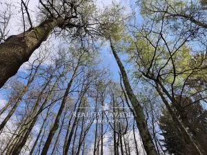 Prodej lesa, Sedlec-Prčice - Sušetice, 8504 m2