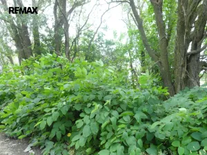 Prodej lesa, Rožmitál pod Třemšínem, 3871 m2
