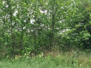 Prodej lesa, Rožmitál pod Třemšínem, 3871 m2