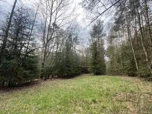 Prodej pozemku, Volfířov - Brandlín, 5958 m2
