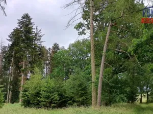 Prodej lesa, Spáňov, 24210 m2