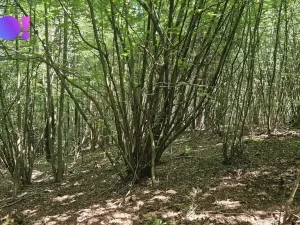 Prodej lesa, Valašská Polanka, 14596 m2