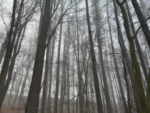 Prodej podílu lesa, Dolany, 2292 m2