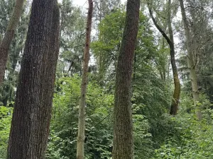 Prodej podílu lesa, Březina, 7250 m2