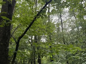 Prodej lesa, Běstvina, 1370 m2