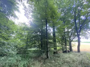 Prodej lesa, Olbramice, 4170 m2