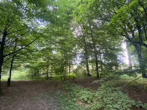 Prodej lesa, Olbramice, 4170 m2