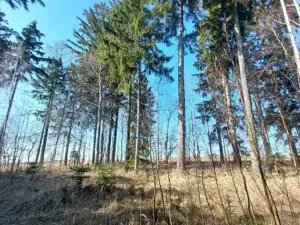 Prodej lesa, Čáslavsko, 6207 m2