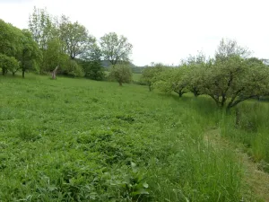 Prodej rodinného domu, Jenišovice - Mravín, 100 m2