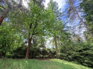 Prodej chaty, Borová, 53 m2