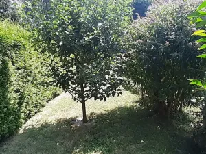 Prodej rodinného domu, Nupaky, K Parku, 130 m2