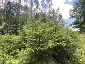 Prodej lesa, Slabčice - Nemějice, 1004 m2