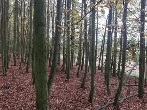 Prodej lesa, Rybníky, 27968 m2
