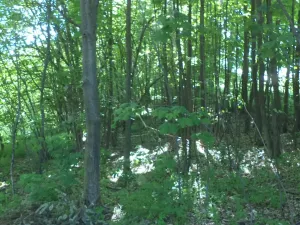 Dražba pozemku pro bydlení, Staré Křečany, 1188 m2
