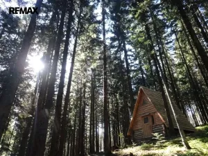 Prodej lesa, Hlavňovice, 56930 m2